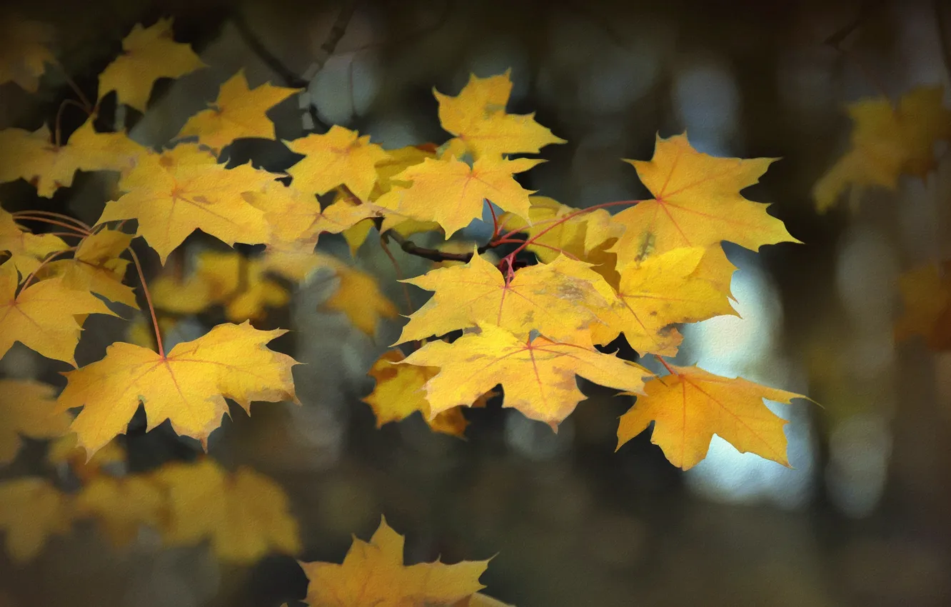 Фото обои осень, листья, природа, фон