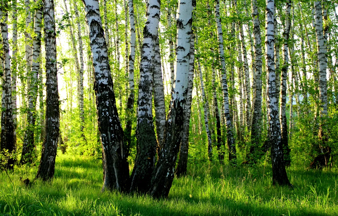 Фото обои лето, березы, роща