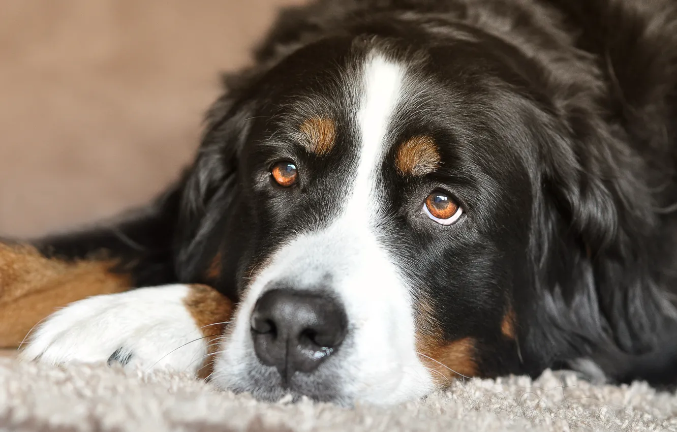 Фото обои глаза, взгляд, собака, лежит, Бернский Зенненхунд