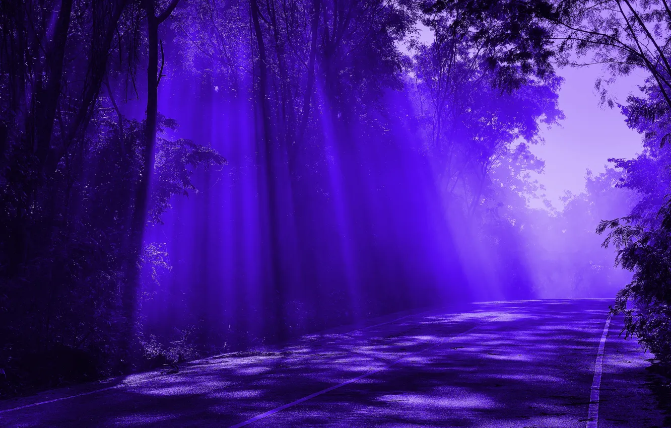 Фото обои dark, forest, road, purple
