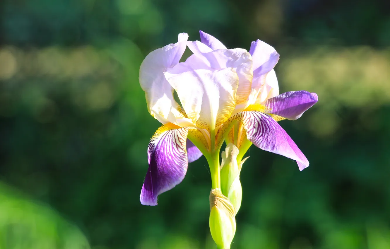 Фото обои flower, lily, blooming