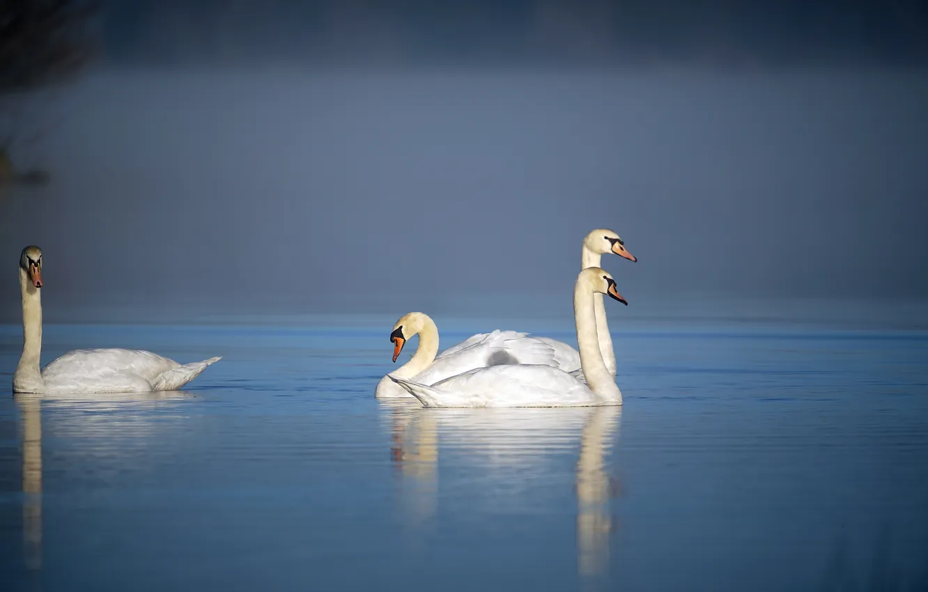 Фото обои природа, птица, лебеди