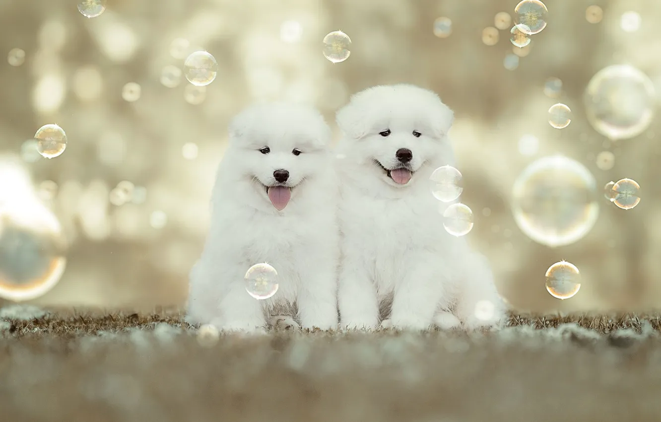 Фото обои щенки, мыльные пузыри, малыши, парочка, боке, Самоед