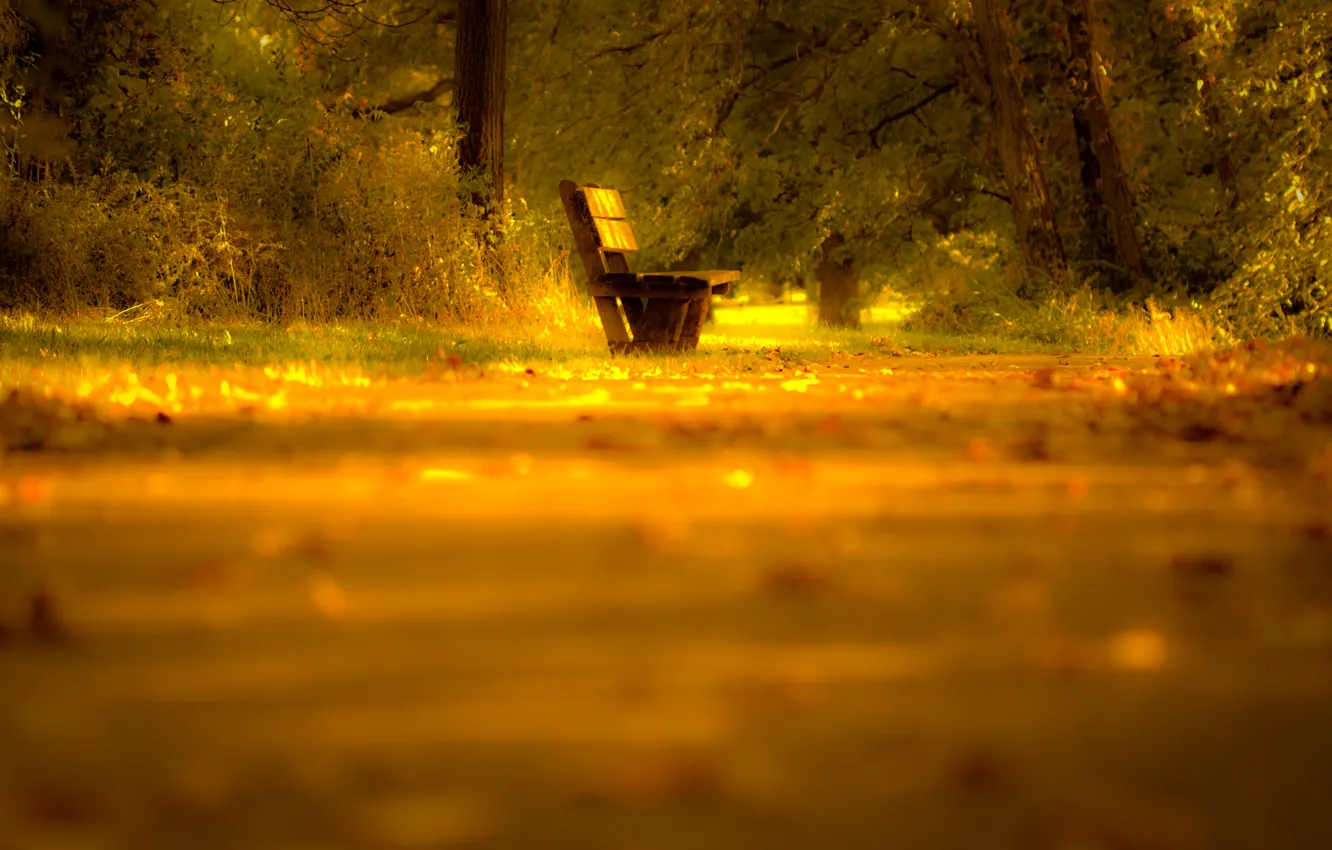 Фото обои дорога, осень, листья, свет, деревья, природа, настроение, Скамейка