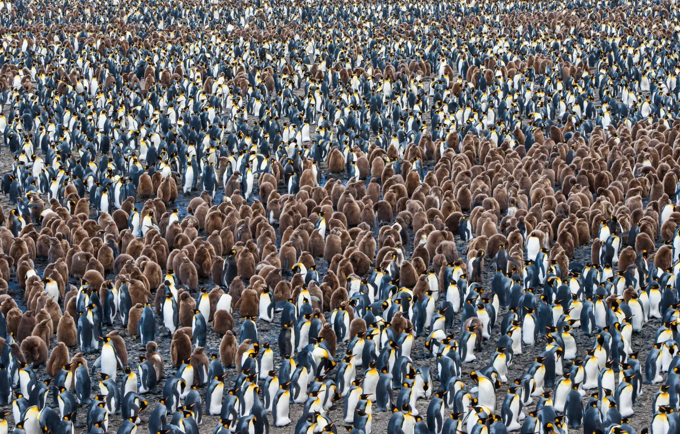 Фото обои природа, пингвины, South Georgia and the South Sandwich Islands