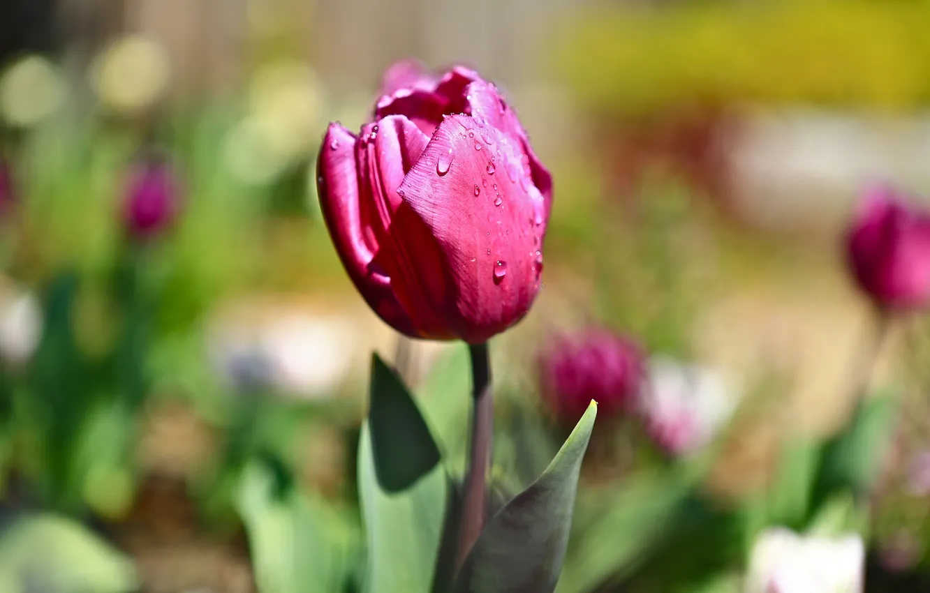 Фото обои цветок, розовый, тюльпан, весна, капли воды
