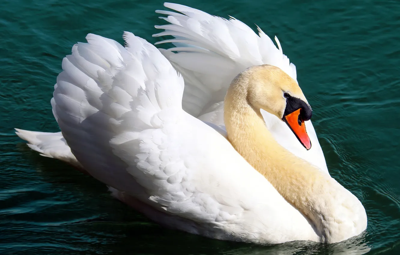Фото обои белый, взгляд, вода, поза, птица, крылья, лебедь, водоем