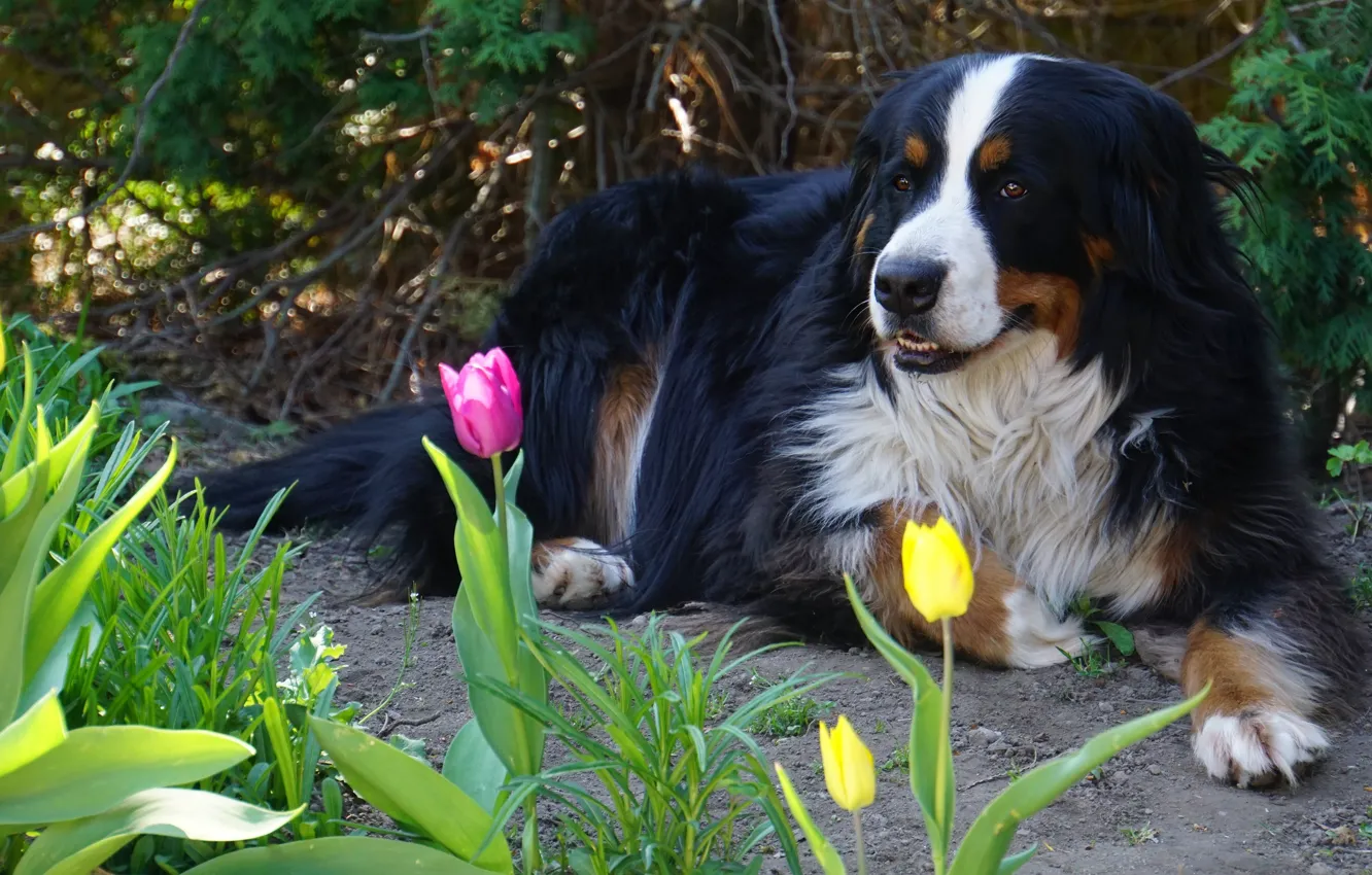 Фото обои взгляд, морда, цветы, природа, поза, отдых, собака, весна