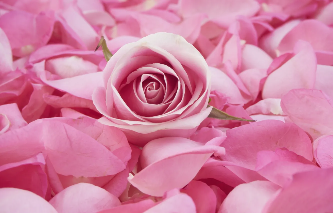 Фото обои розовая, роза, лепестки, бутон