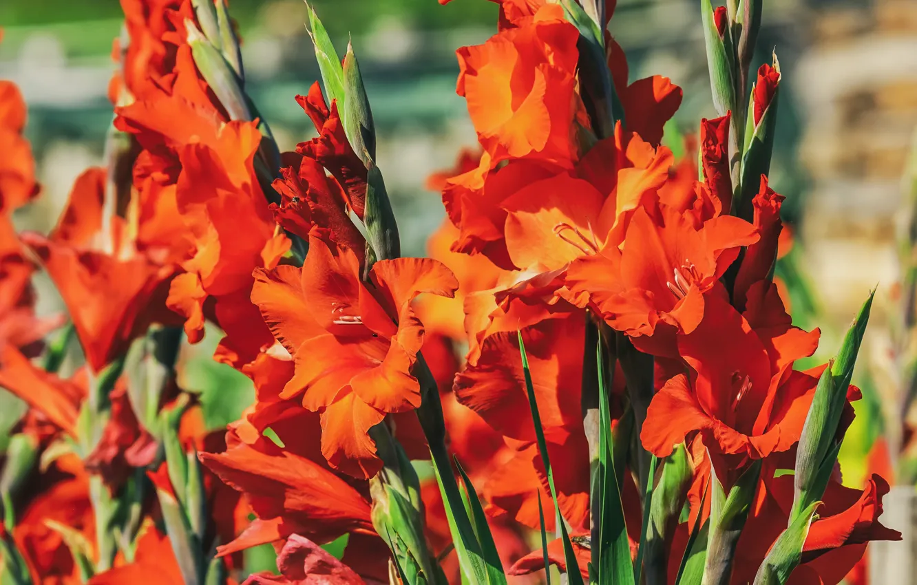 Фото обои цветы, красный, фон, яркие, сад, кусты, гладиолус, боке