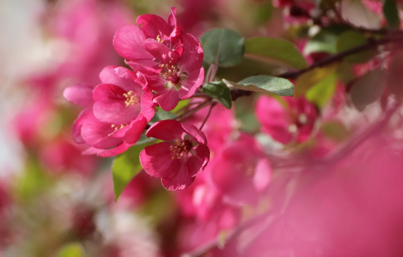 Фото обои макро, ветка, весна, размытость, яблоня, цветение, цветки