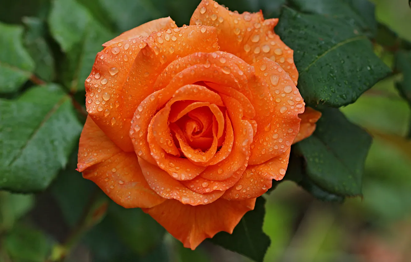 Фото обои Капли, Drops, Orange rose, Оранжевая роза