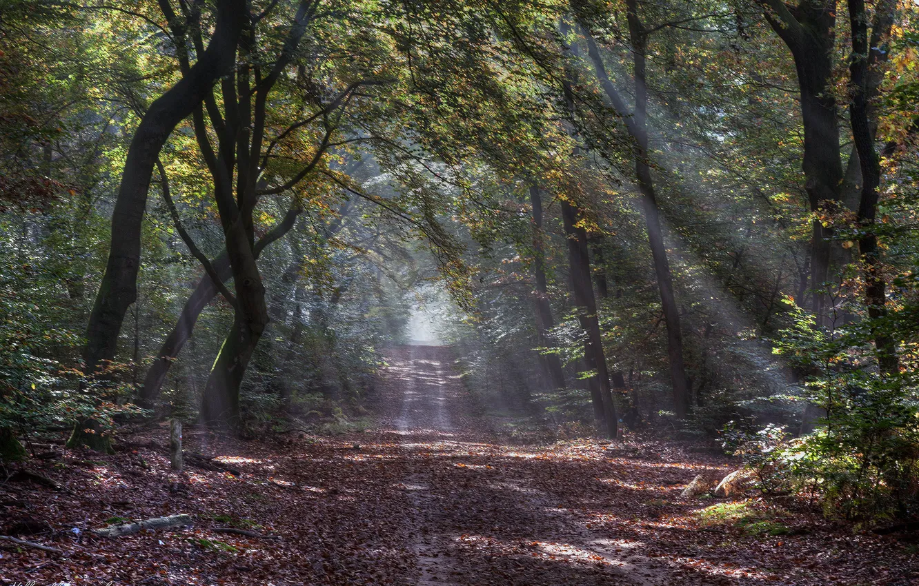 Фото обои дорога, осень, лес, солнечные лучи