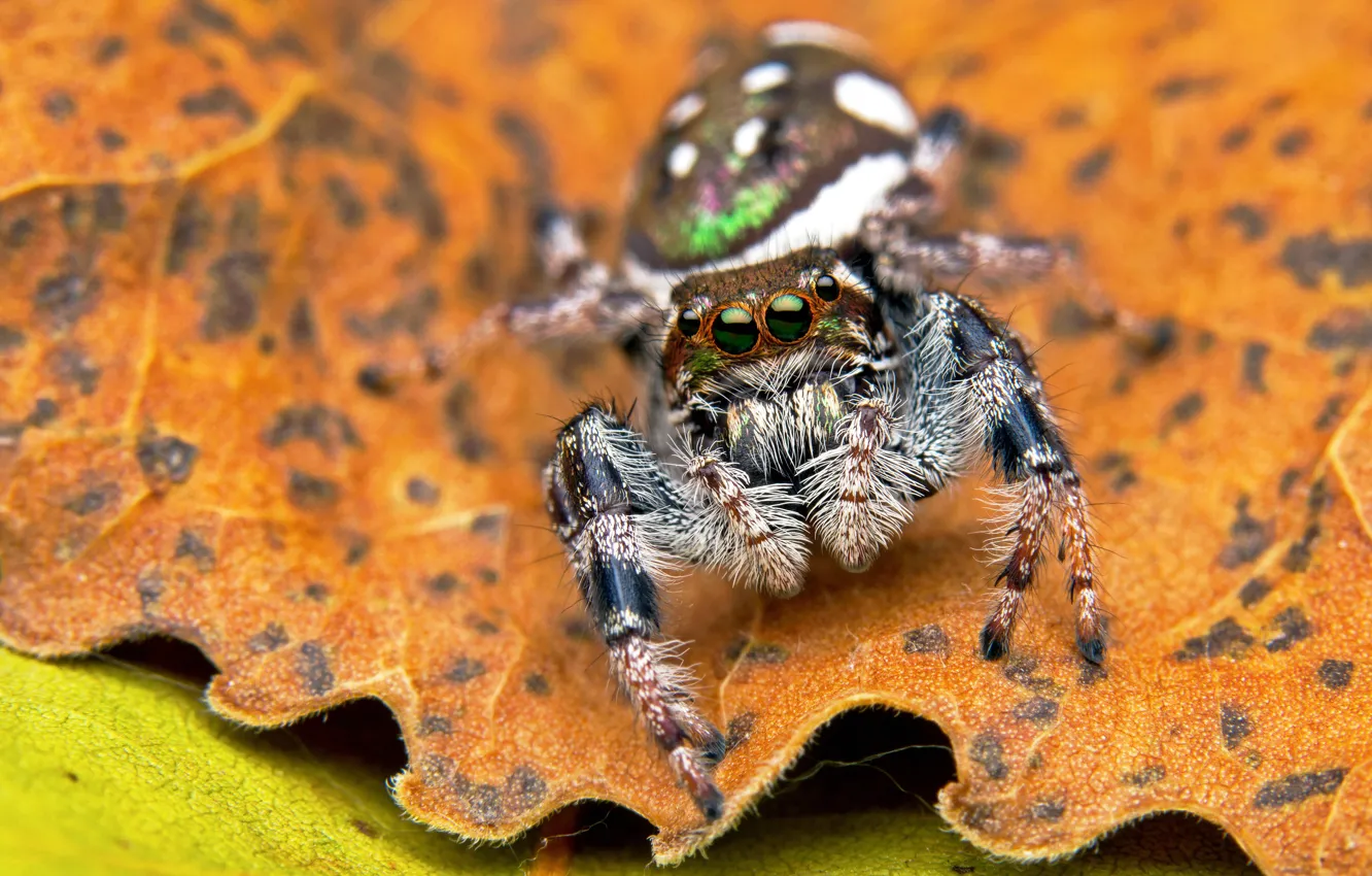 Фото обои глаза, макро, фон, листок, паук, пятна, джампер, прыгунчик