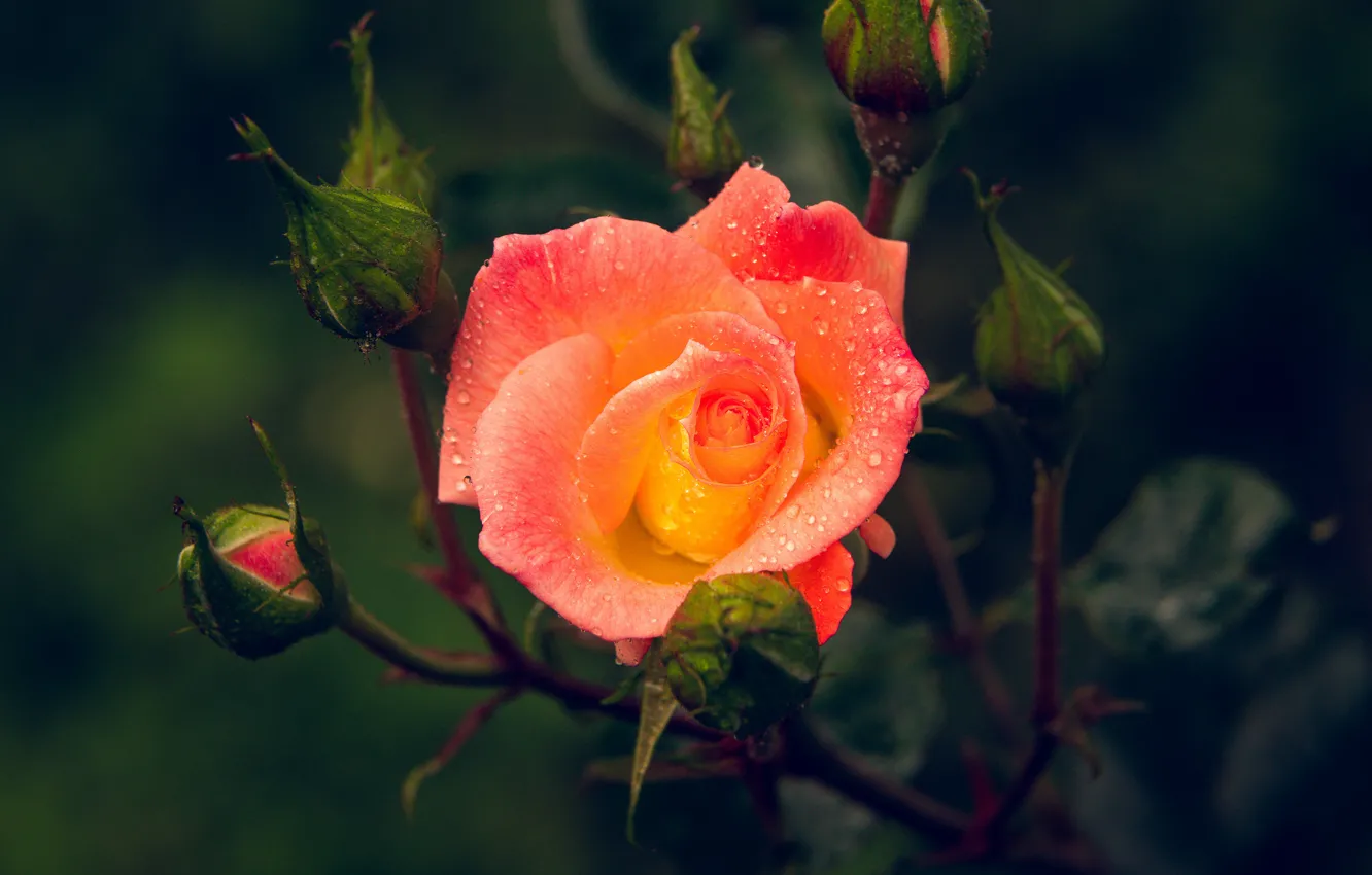 Фото обои цветок, капли, темный фон, роза, оранжевая, бутон