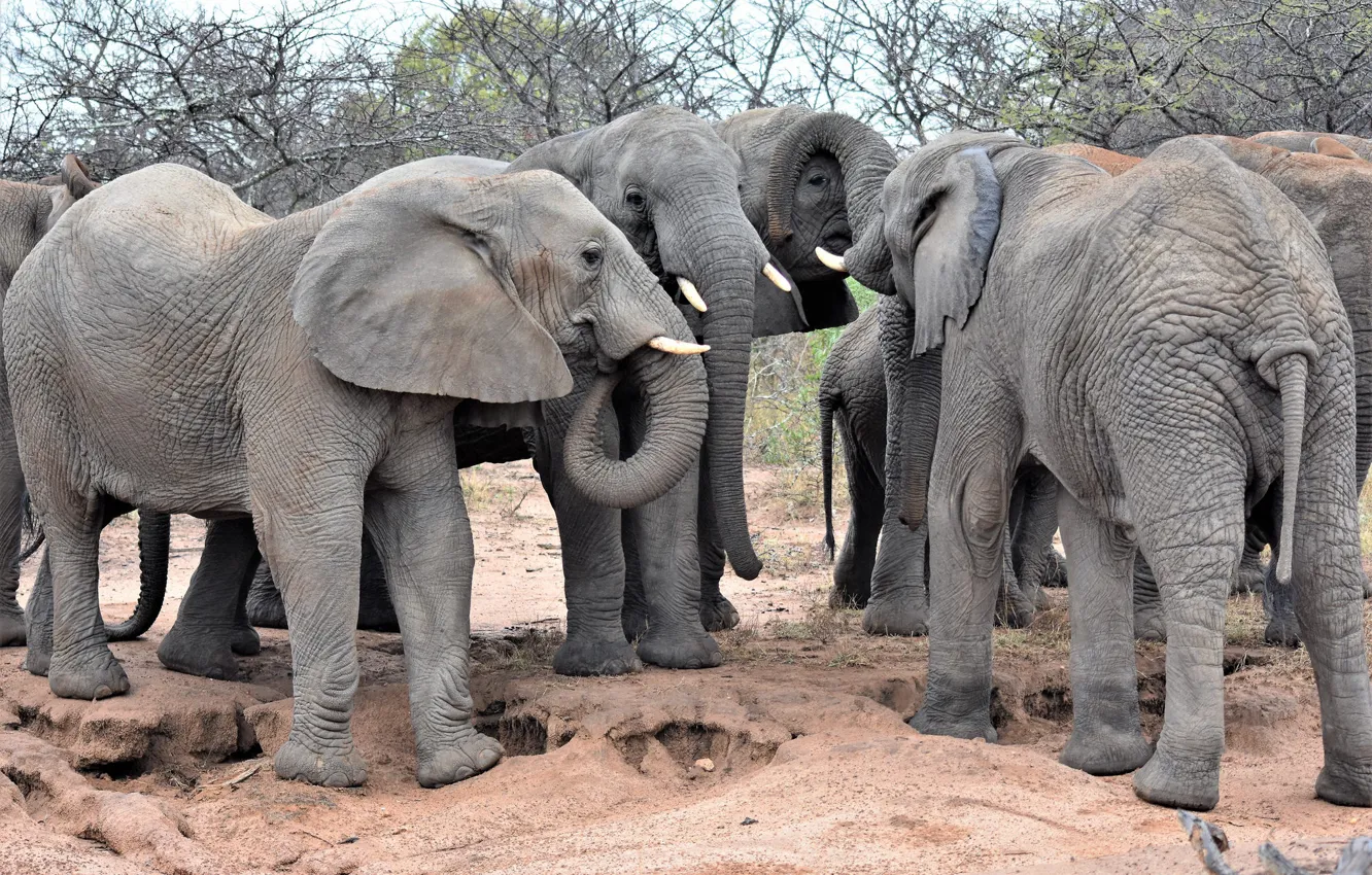 Фото обои группа, африка, слоны