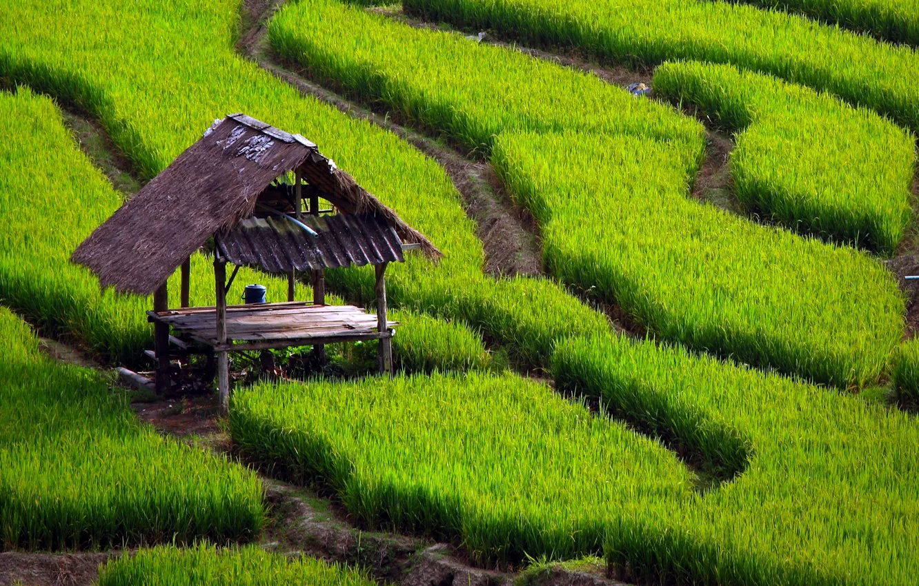 Фото обои трава, стол, дорожки, навес, рисовые поля