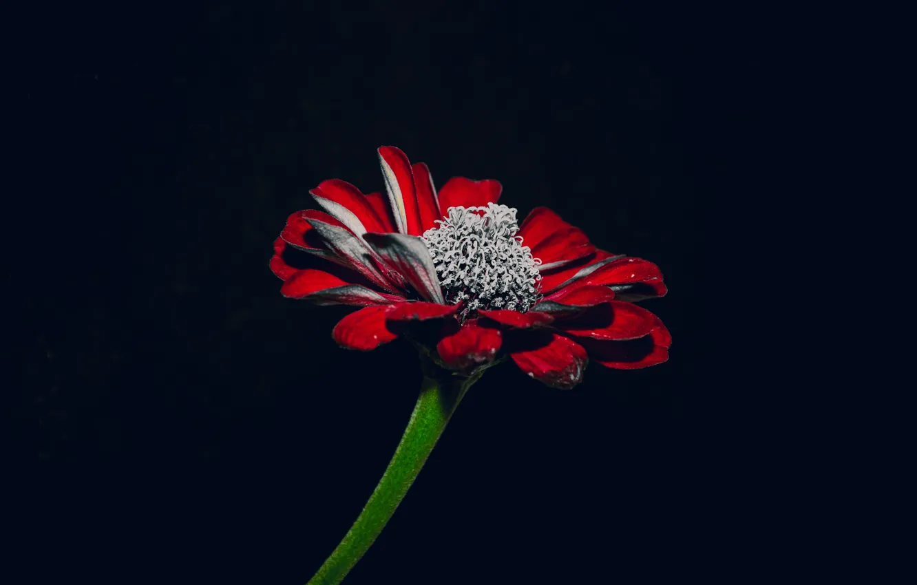 Фото обои цветок, природа, растение, нуар, flower, красный цветок, на черном фоне