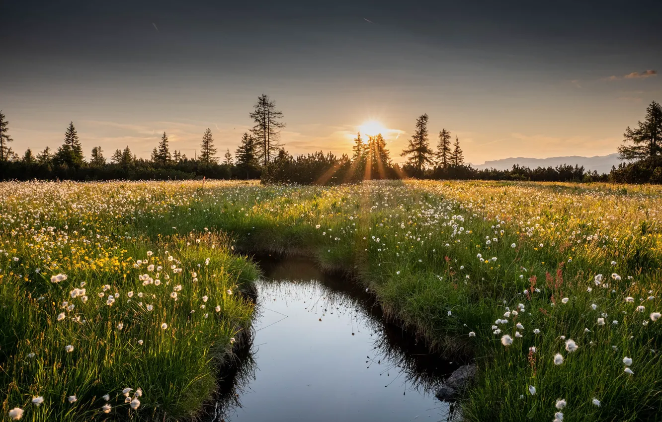 Фото обои небо, трава, вода, солнце, лучи, свет, закат, цветы