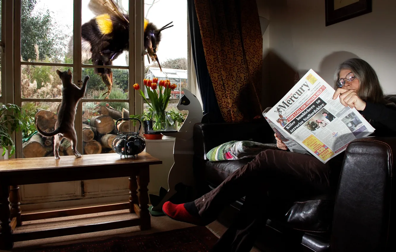 Фото обои кот, женщина, ситуация, бабушка, окно, газета, шмель, чтение