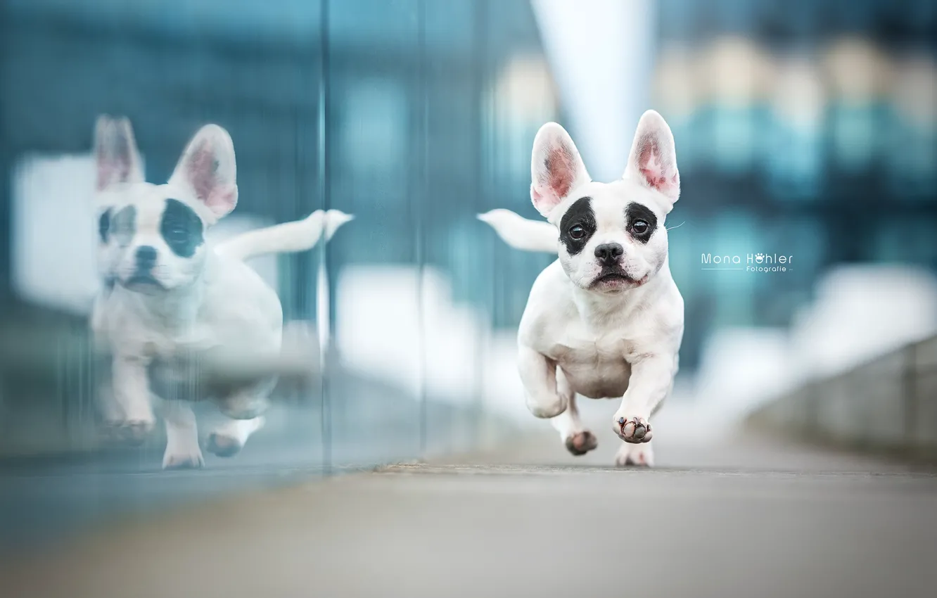 Фото обои отражение, собака, бег, Французский бульдог