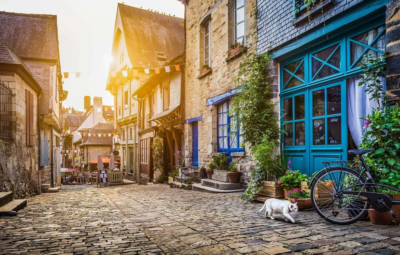 Фото обои кот, велосипед, город, улица, окна, двери