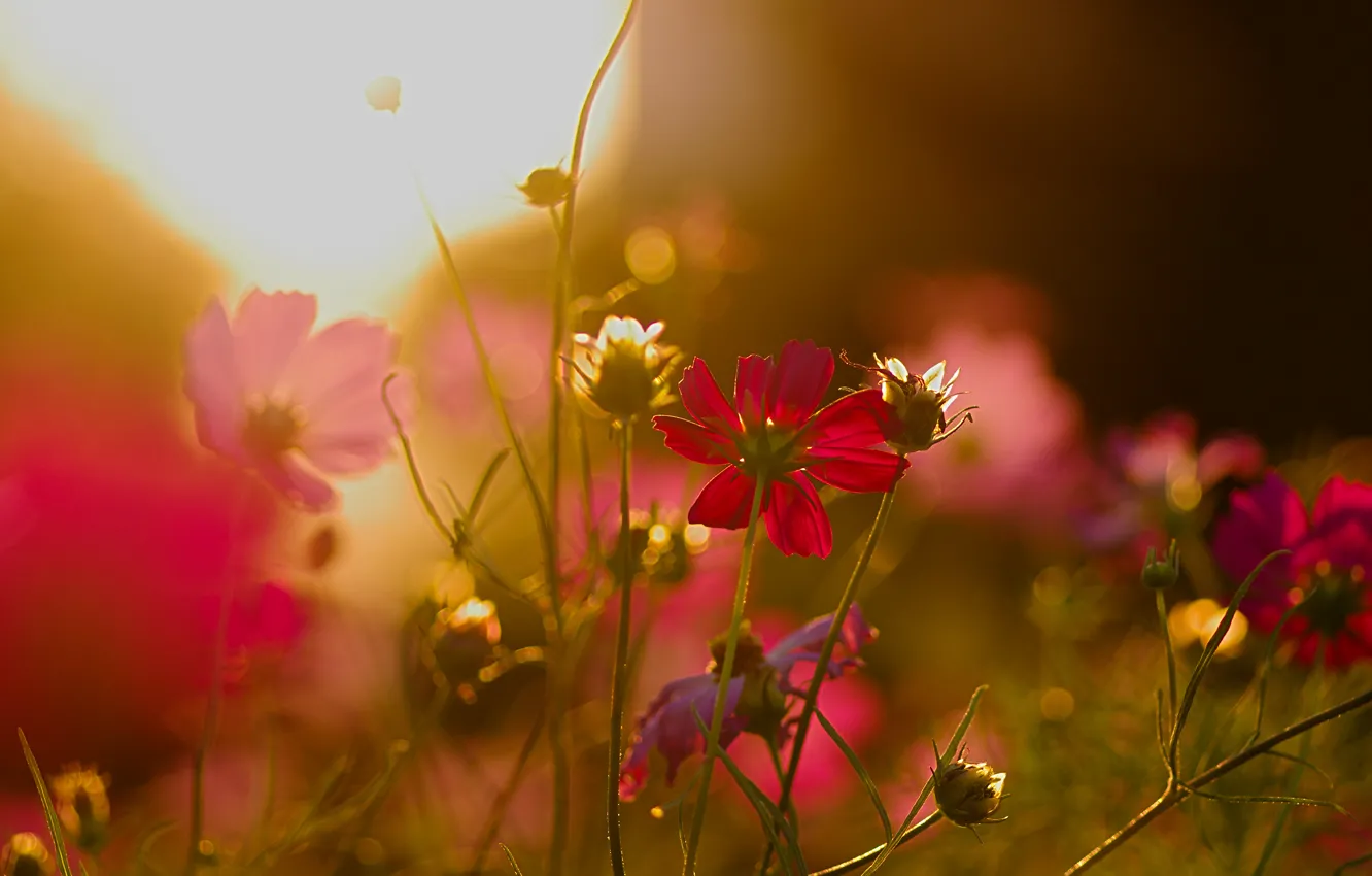 Фото обои цветы, блики, клумба, на закате, космея