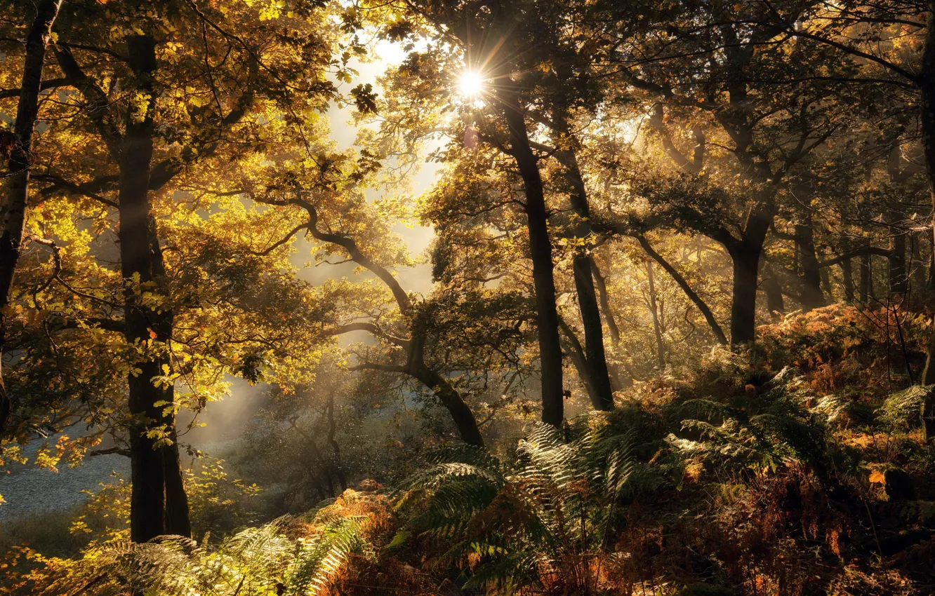 Фото обои осень, лес, свет, папоротник