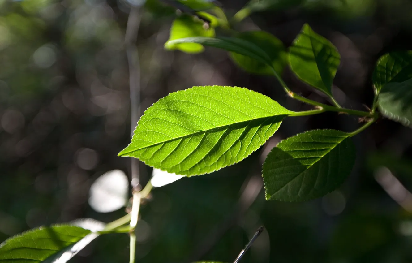 Фото обои лист, зеленый, фокус