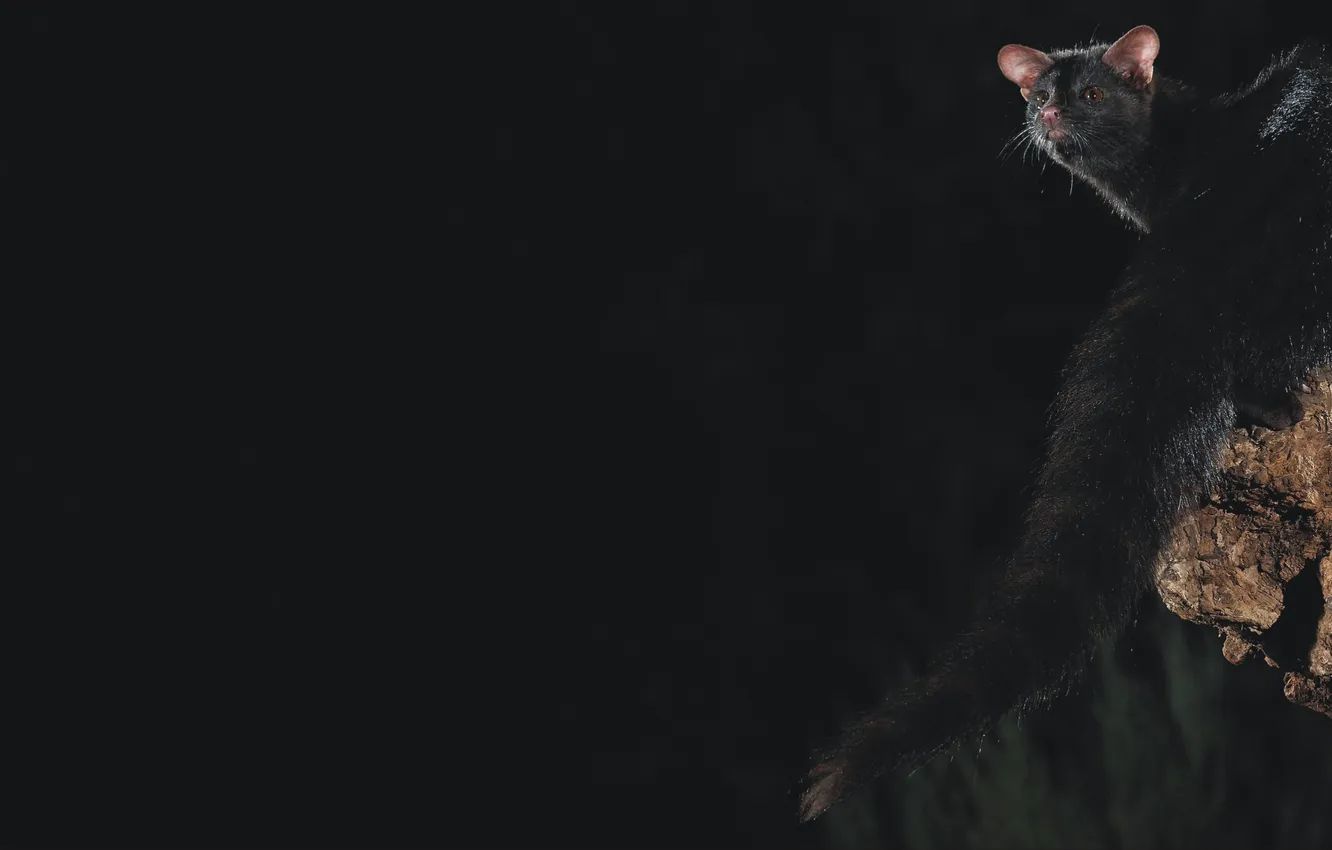 Фото обои ночь, genet, редкое животное