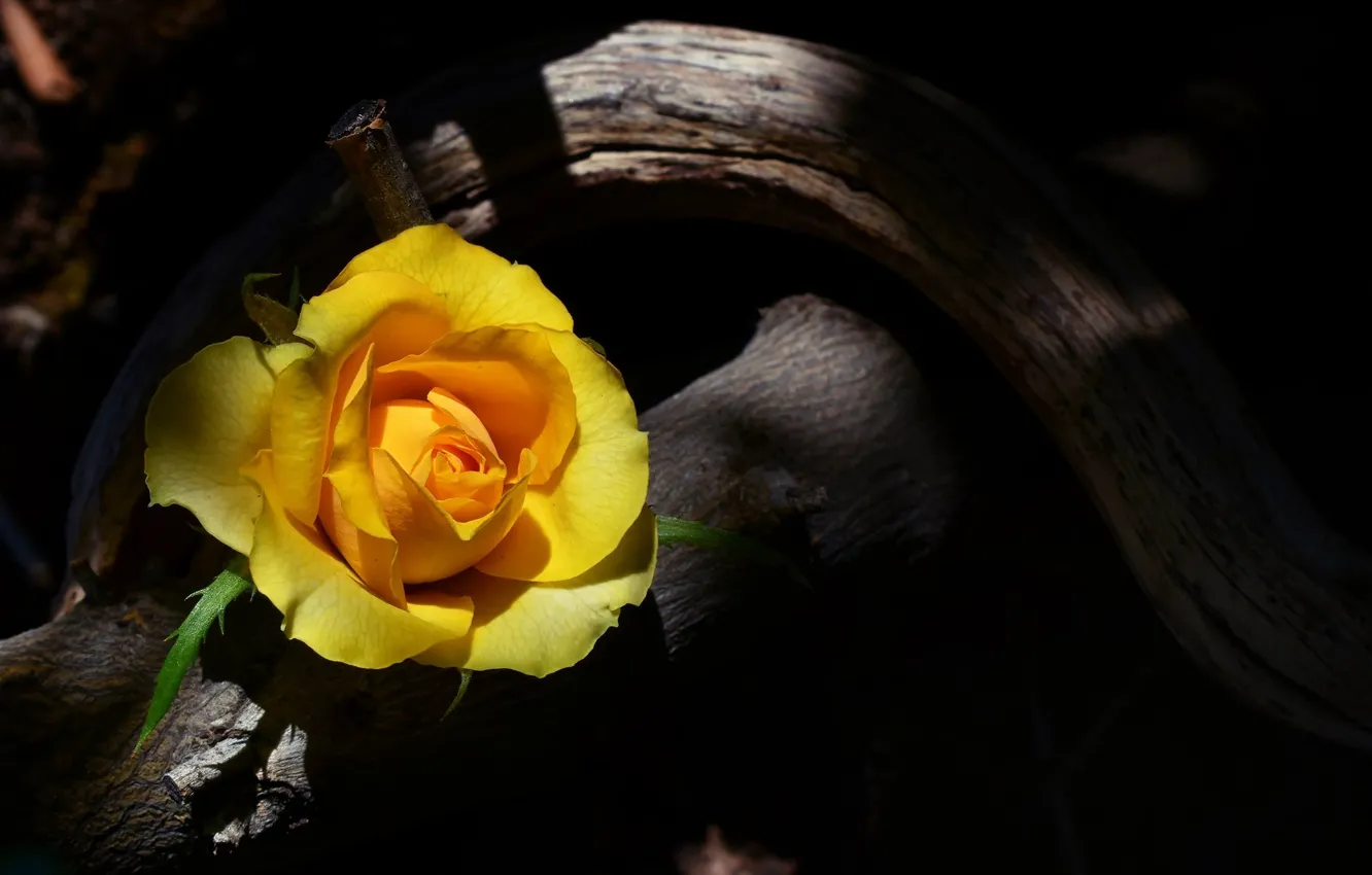 Фото обои роза, коряга, желтая
