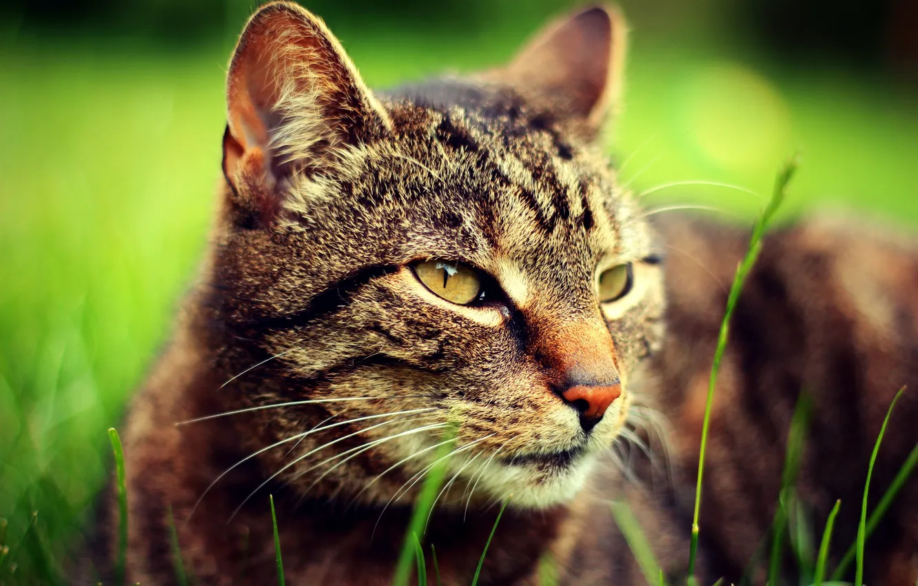 Фото обои зелень, кошка, трава, глаза, кот, взгляд, морда, фокус
