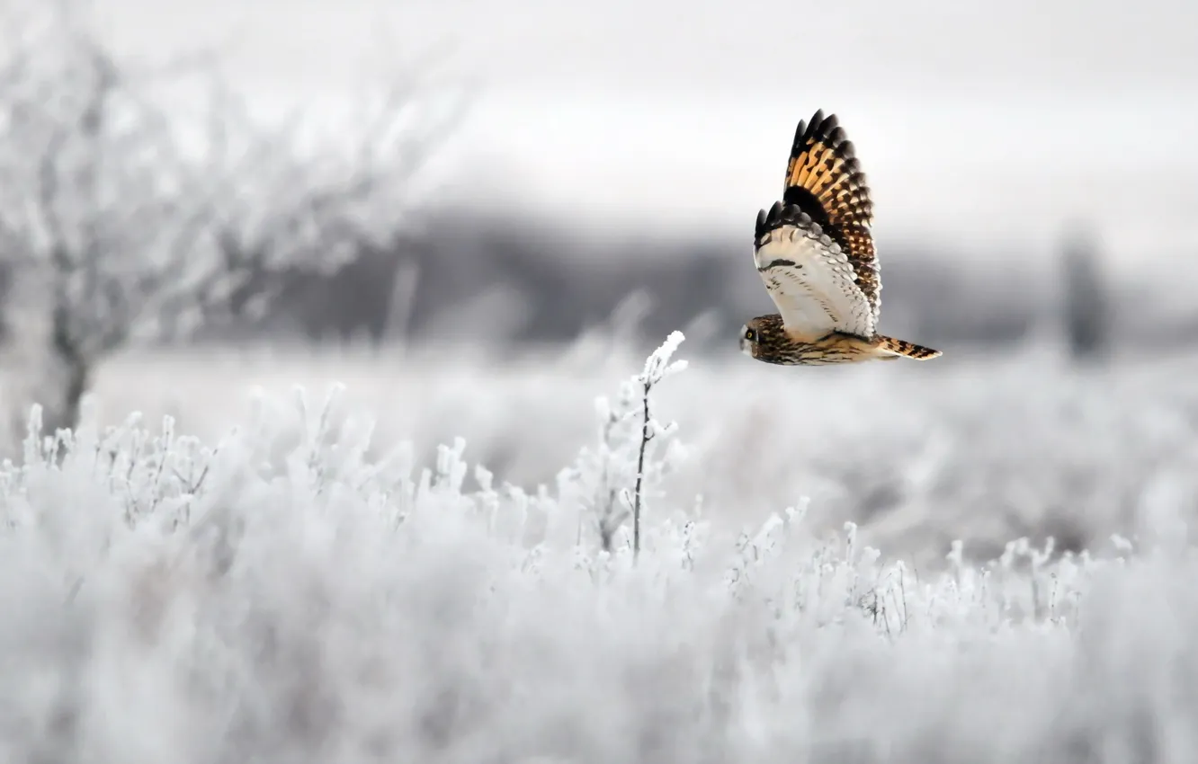 Фото обои зима, сова, птица