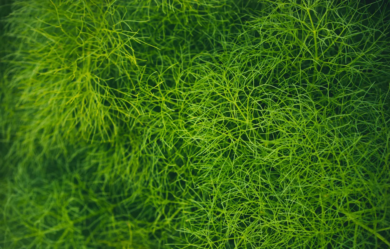 Фото обои зелень, трава, макро, green, растительность, grass, plant