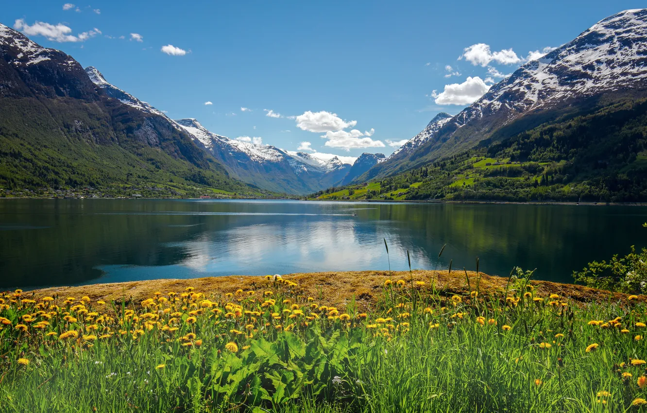 Фото обои цветы, горы, Норвегия, одуванчики, Norway, фьорд, Стрюн, Nordfjord