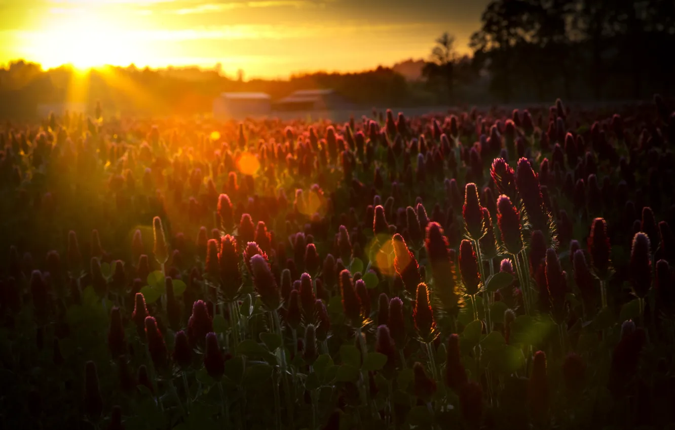 Фото обои поле, солнце, лучи, цветы, природа, блики