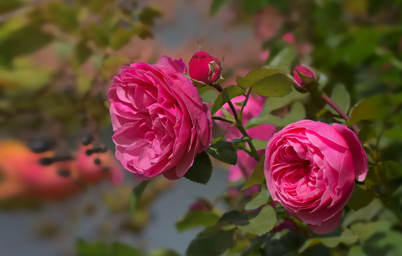 Фото обои листья, розовая, роза, ветка, лепестки, бутоны, цветение