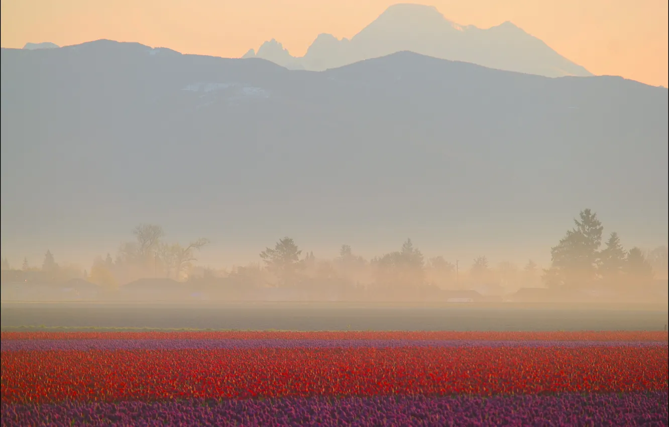 Фото обои поле, горы, туман, рассвет, тюльпаны, красные, дымка, сельская местность
