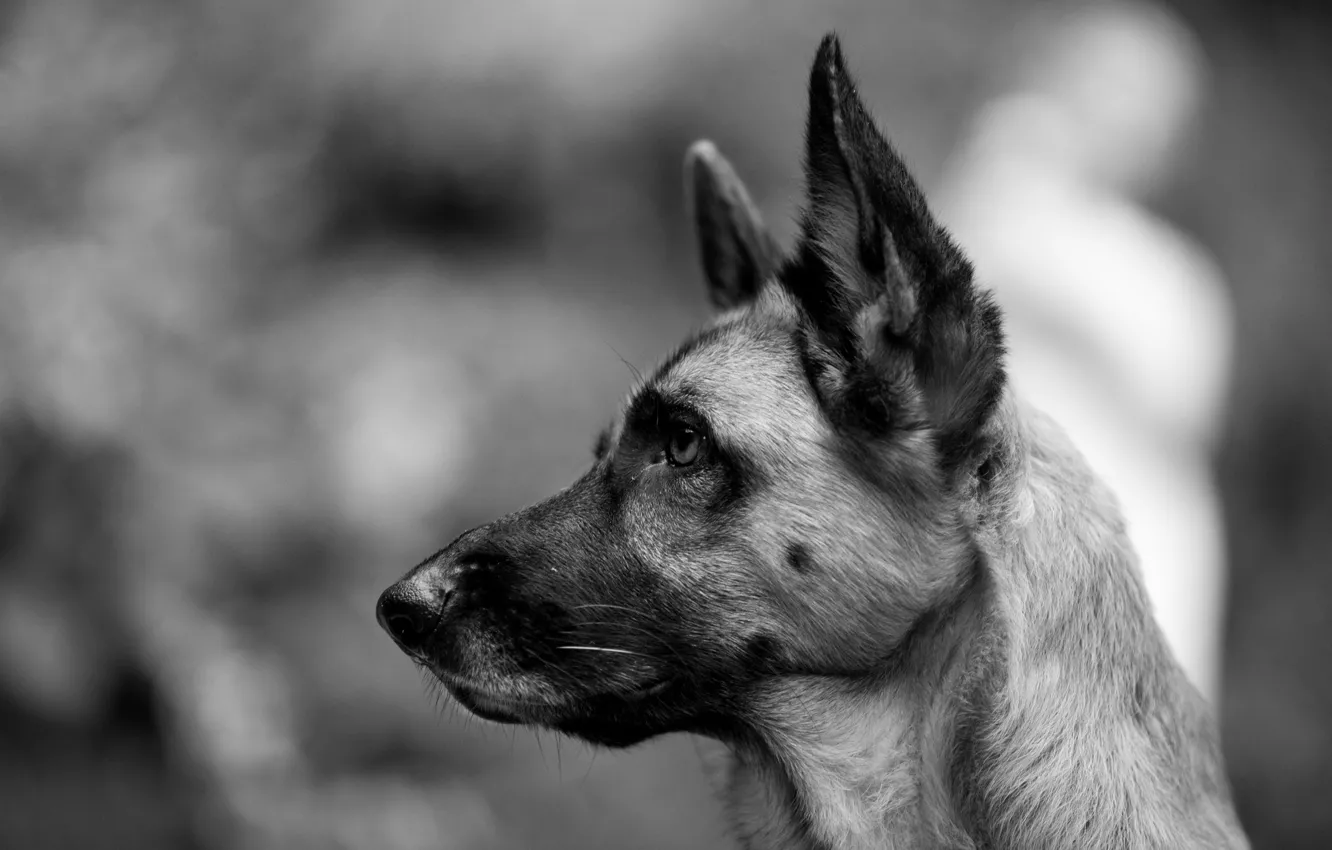 Фото обои взгляд, собака, черно-белое, овчарка, немецкая