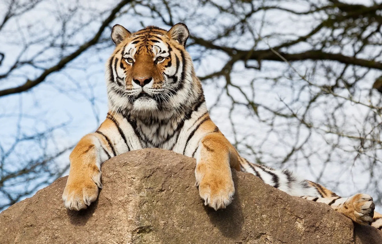 Фото обои rock, tiger, tree, branches