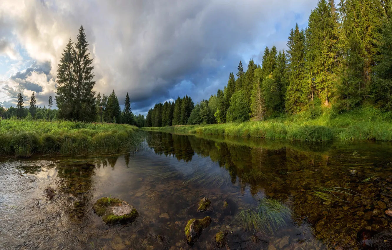 Фото обои лес, лето, деревья, природа, река, Vaschenkov Pavel