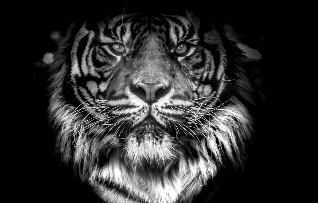 Фото обои cat, orange, animal, panthera, fur, mammal, male, rare
