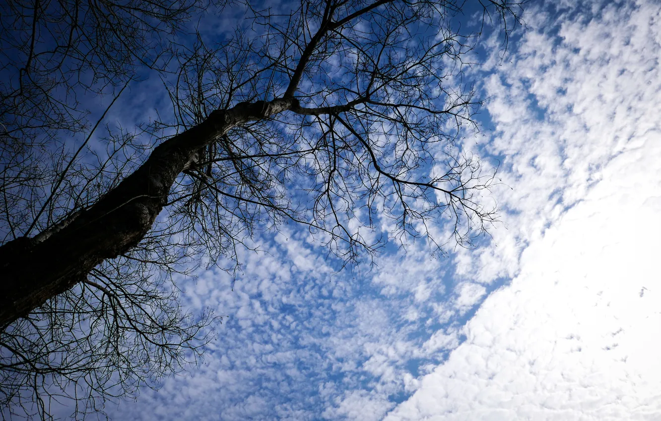 Фото обои небо, облака, ветки, природа, дерево