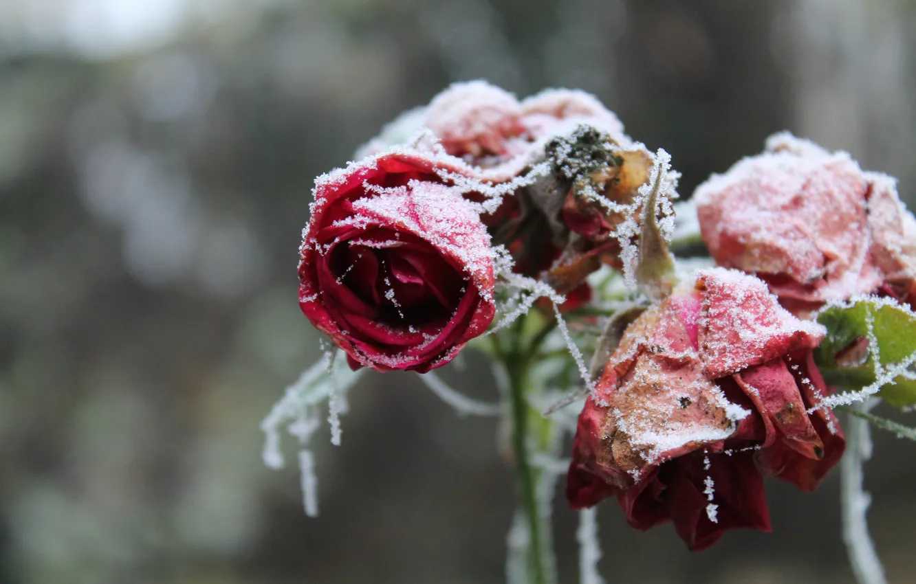 Фото обои иней, снег, цветы, розы, лепестки