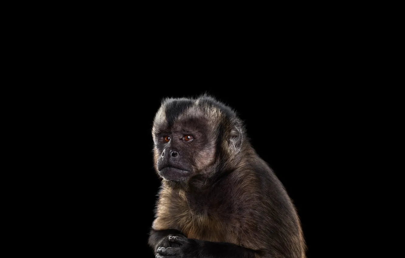Фото обои photography, simple background, mammals, one animal, brown monkey