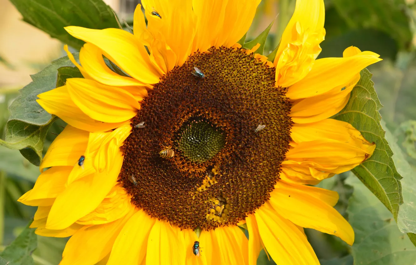 Фото обои flower, yellow, and, bee