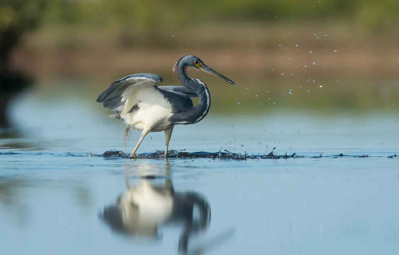 Фото обои bird, water, lake, reflection, wildlife, fishing, heron, hunting