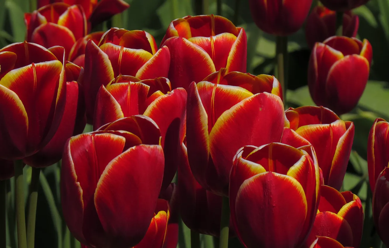 Фото обои весна, тюльпаны, красные