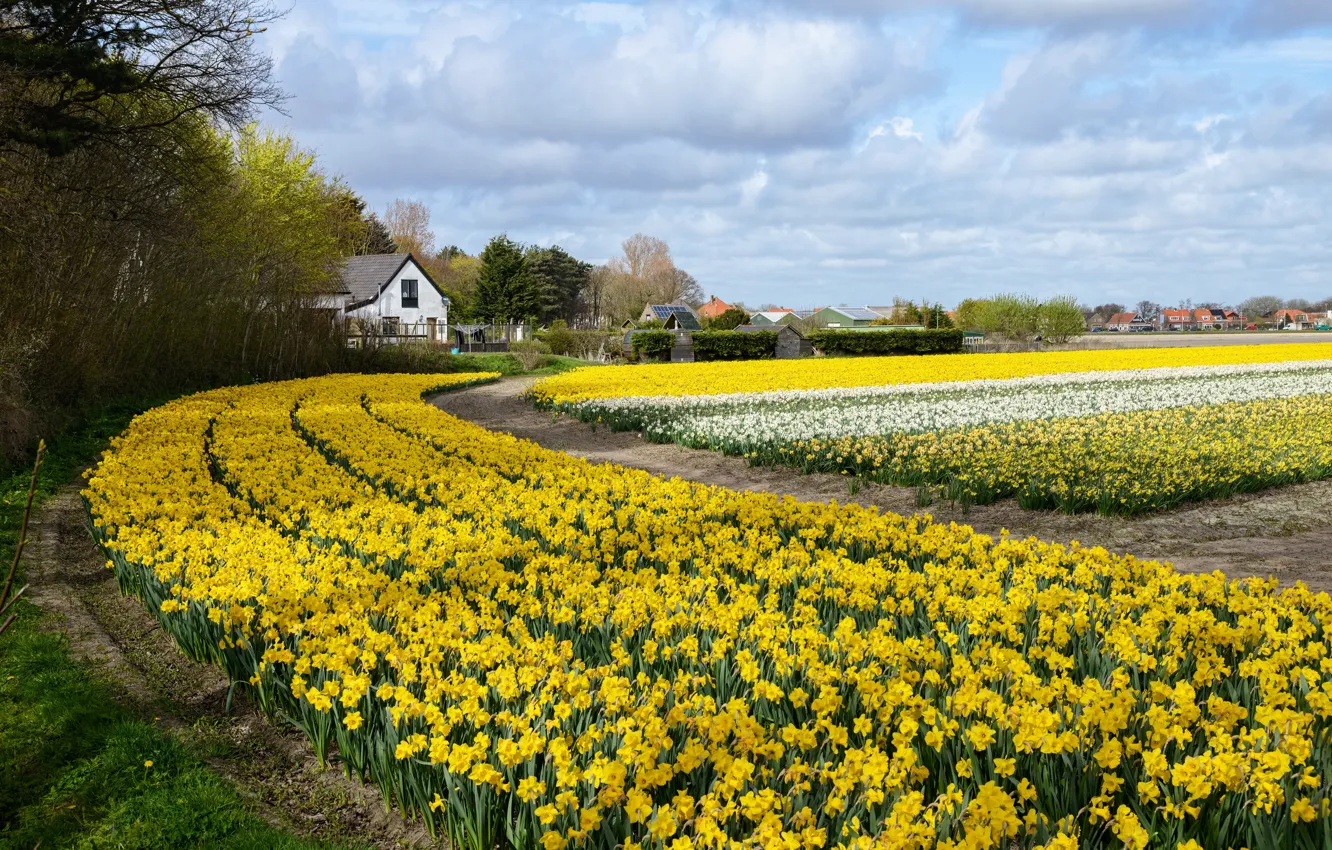 Фото обои поле, цветы, дома, Нидерланды, fields, нарциссы, spring, Netherlands