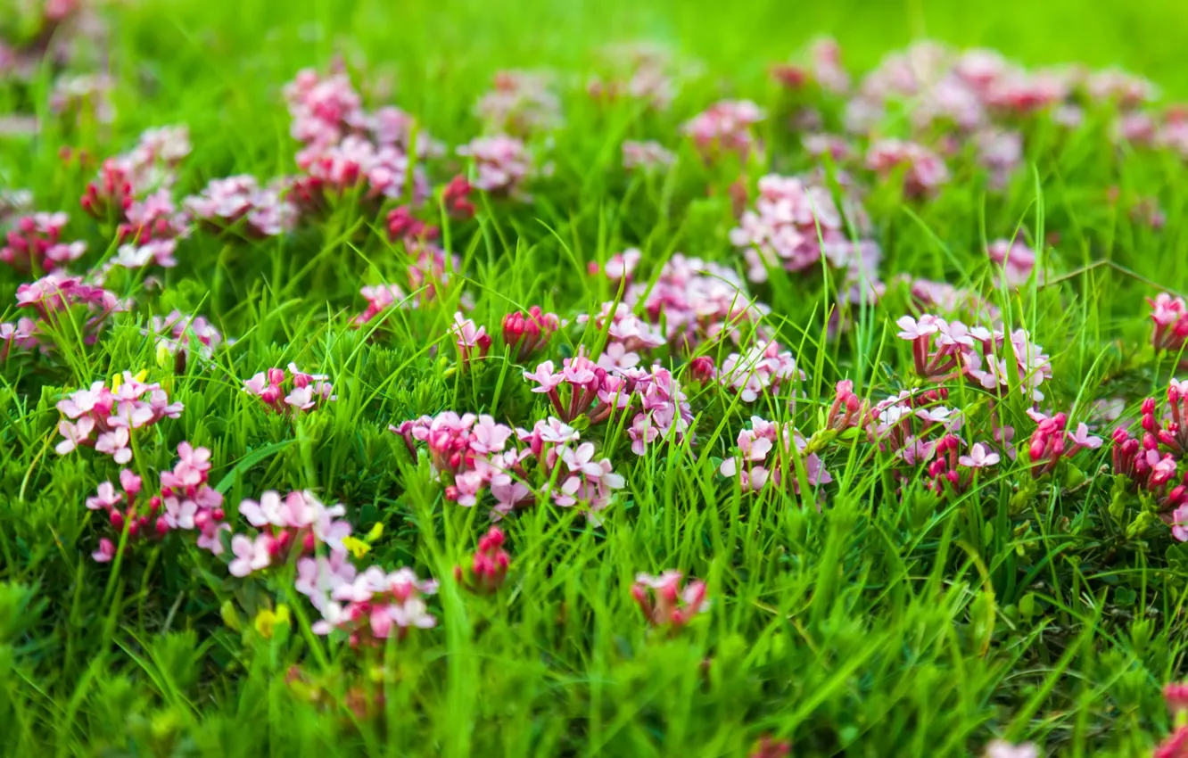 Фото обои трава, цветы, природа, луг